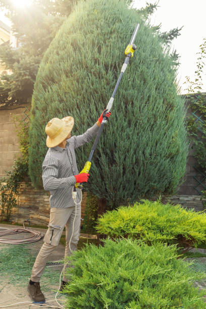 Professional Tree Removal and Landscaping Services in Rolling Hills Estates, CA